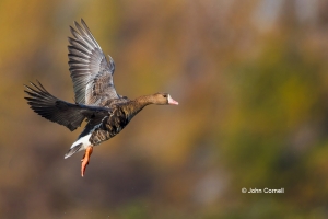 Anser-albifrons;Flying-Bird;Greater-White-fronted-Goose;One;Photography;White-fr